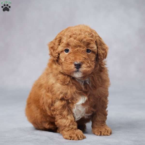 Sam, Miniature Poodle Puppy